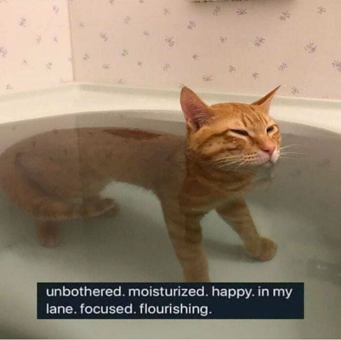 Cat-Memes-Meow-Irl