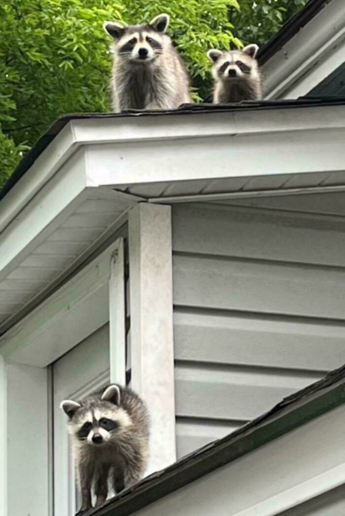 I Think The Raccoons My Brother Paid To Get Rid Of Are Back