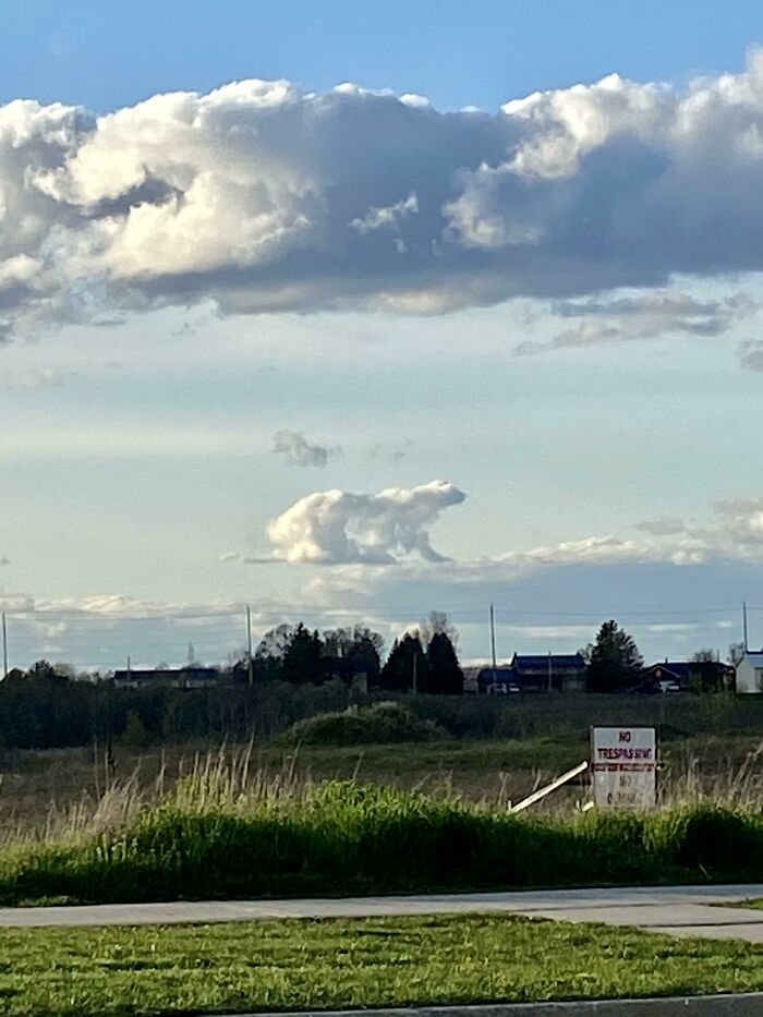 A Cloud, Which Resembles A Polar Bear, From My Walk Earlier Today