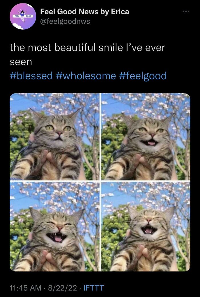 Cat-Memes-Meow-Irl