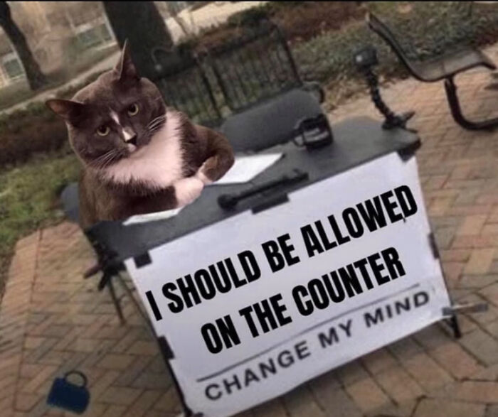 Cat-Memes-Meow-Irl