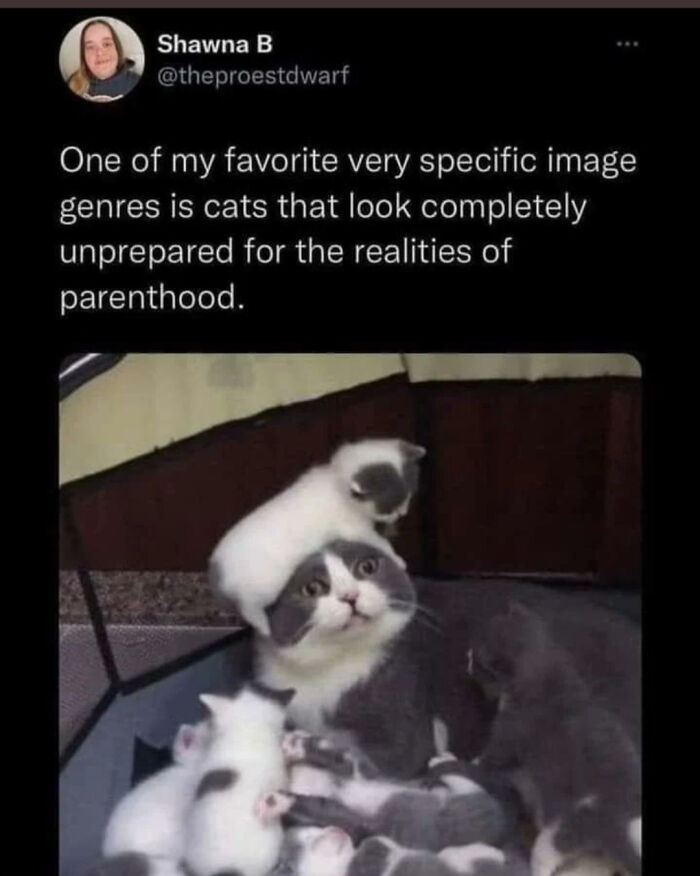 Cat-Memes-Meow-Irl