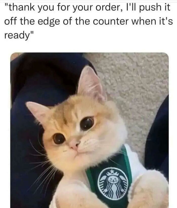 Cat-Memes-Meow-Irl