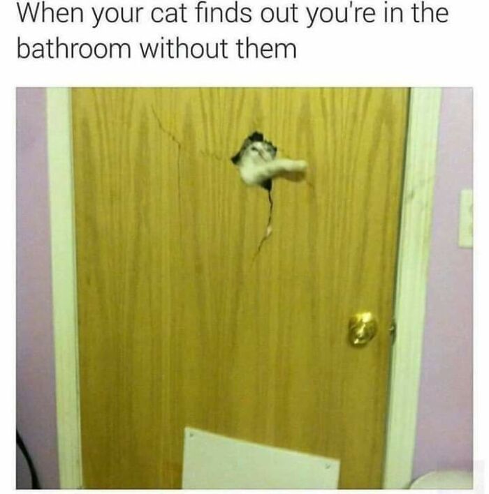 Cat-Memes-Meow-Irl