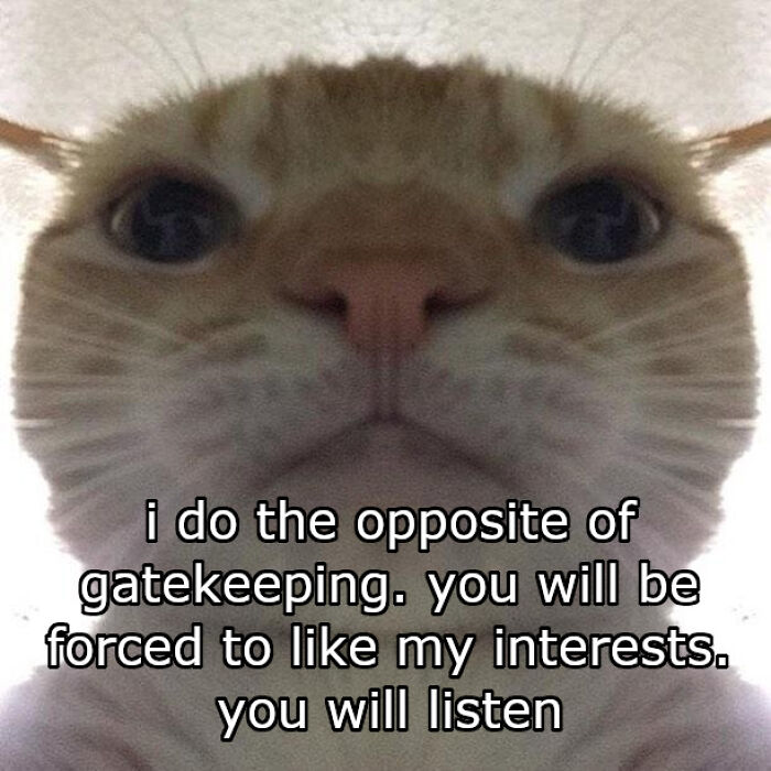 Cat-Memes-Meow-Irl