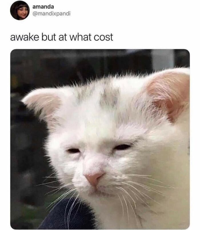 Cat-Memes-Meow-Irl