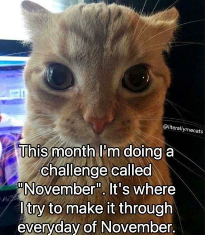 Cat-Memes-Meow-Irl