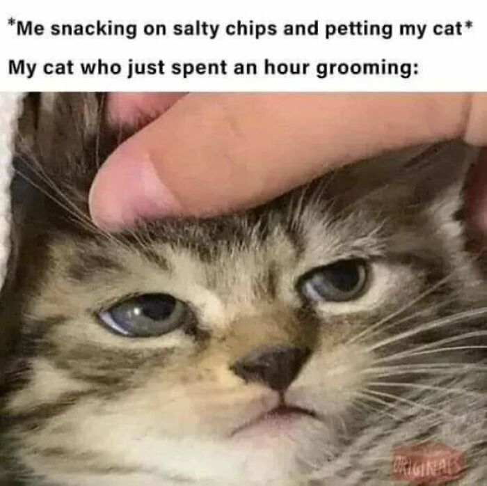 Cat-Memes-Meow-Irl