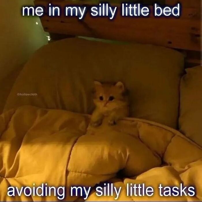 Cat-Memes-Meow-Irl