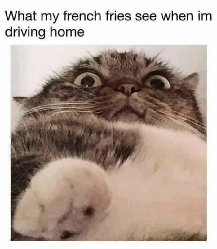 Cat-Memes-Meow-Irl