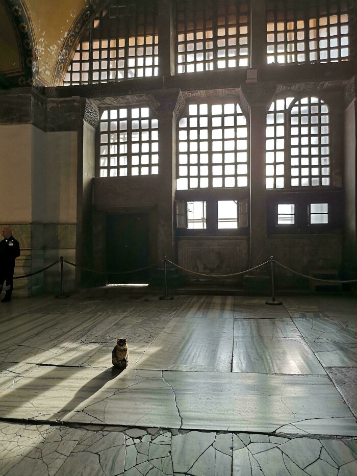 A cat in a sunbeam on a marble floor resembles a Renaissance painting with large gridded windows in the background.