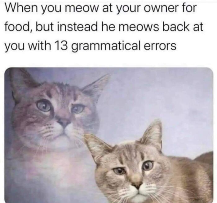 Cat-Memes-Meow-Irl