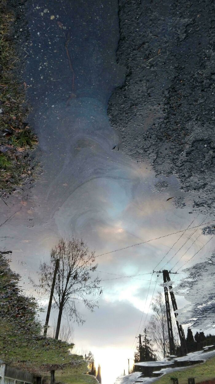 Puddle reflection resembling a Renaissance painting with trees and sky.