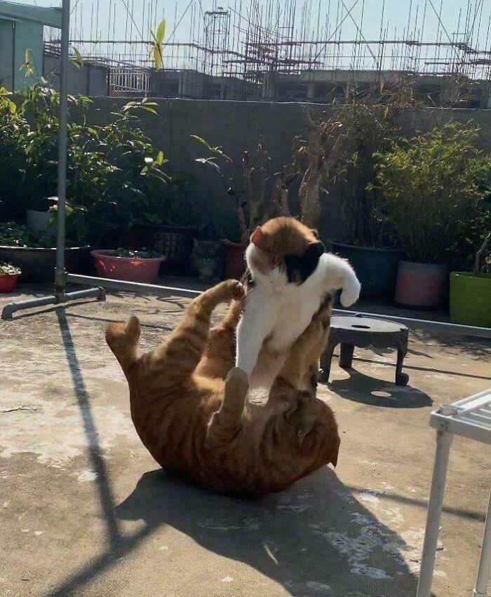 Two cats playfully wrestling on a sunny patio, resembling figures in a Renaissance painting.