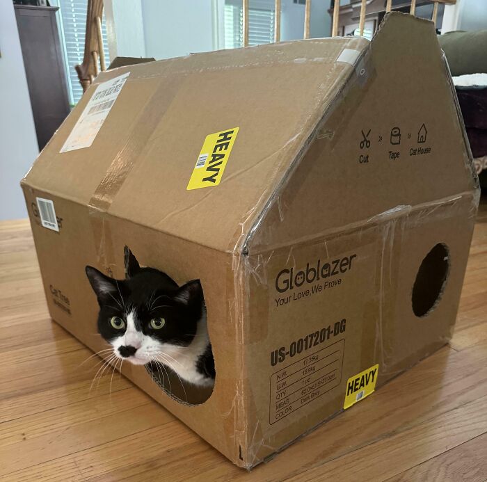 The Box My Cats New Cat Tree Came In Had Instructions To Turn It Into A Little House, And My Cat Prefers The Box To The Tree