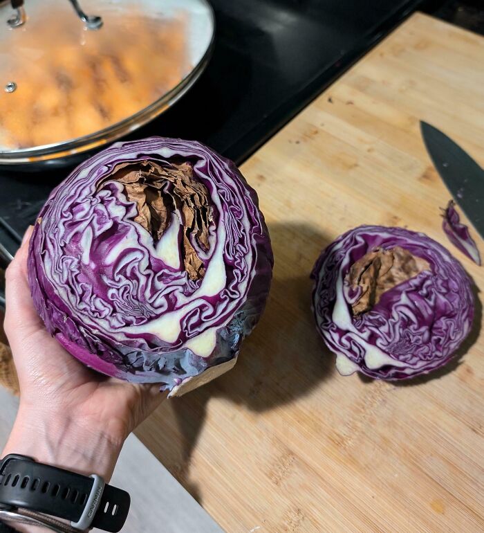 Sliced Open A Newly Bought Cabbage For Dinner And Found This Surprise Inside