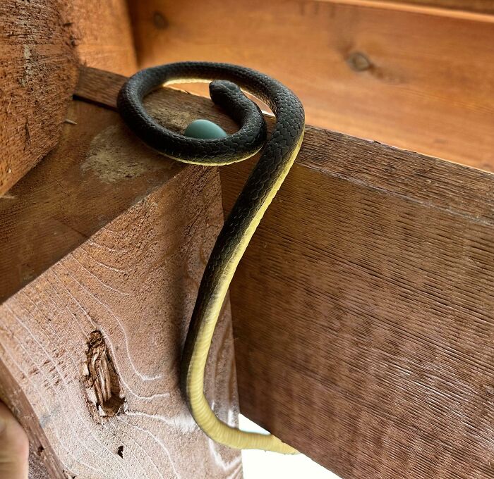 Bought A Fake Snake To Deter Birds. Instead They Used It As A Nest