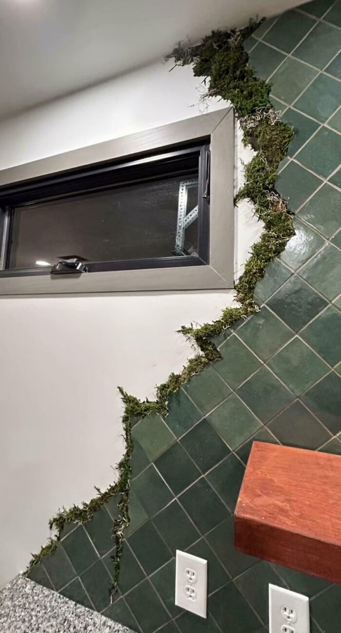 Moss In Your Bathroom…