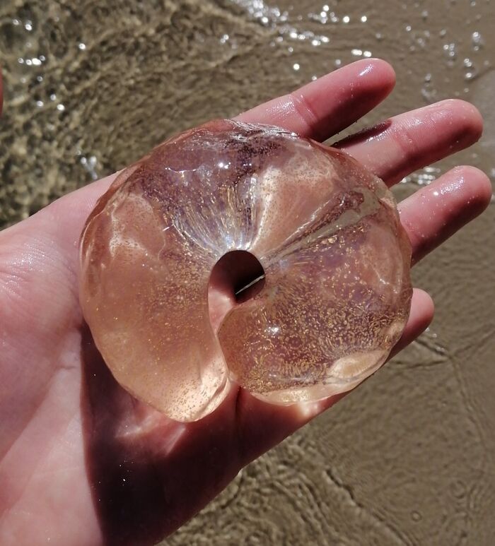 I Found This At The Beach Today And I Thought It Was Some Kind Of Jellyfish With But It Confused Me Because It Has No Organs So I Googled It And Turns Out It's Actually An Egg Sac With A Bunch Of Tiiiiiiny Baby Snails In There