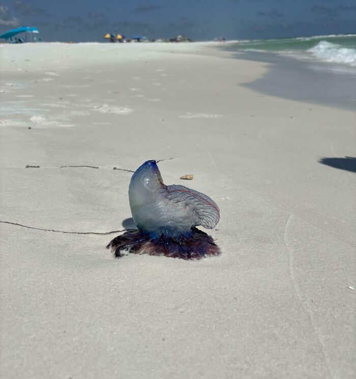 Portuguese Man O' War We Saw On The Shore Of Grayton Beach, Fl