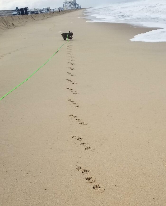 My Dog's Footprints Leave Perfect Stripes When He Runs On The Beach