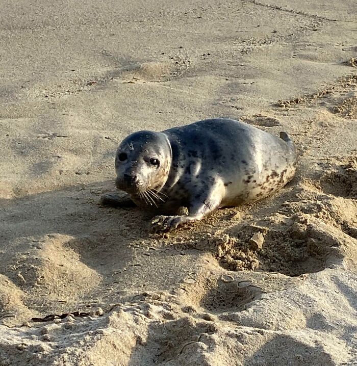 Yesterday At The Beach A Wild Young Seal Came To Rest Beside Me