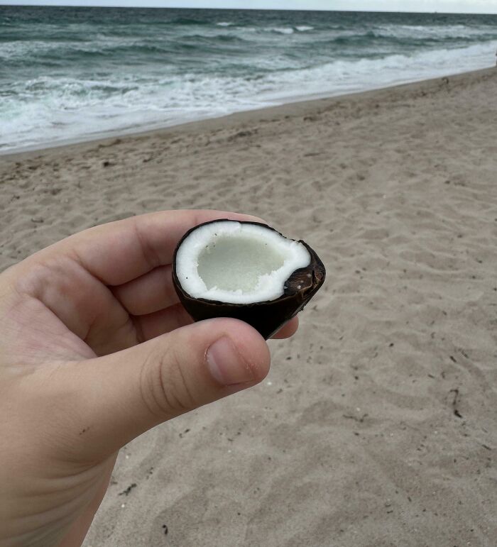 A Really Tiny Coconut I Found On The Beach