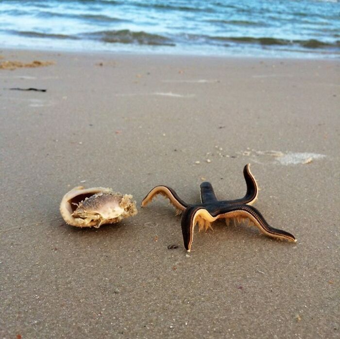 A Live Starfish On The Beach!