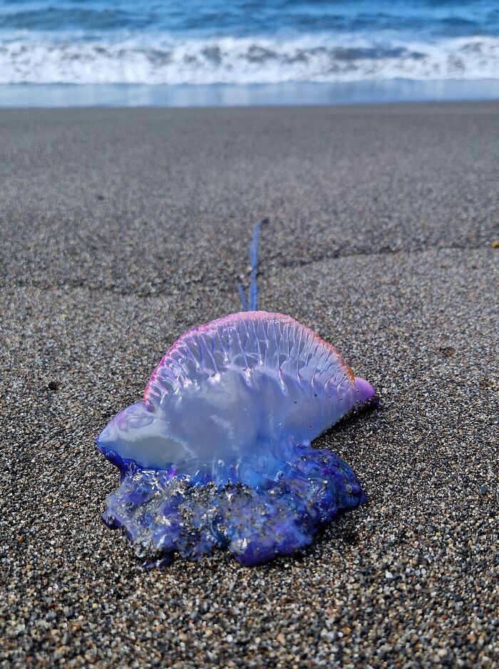 Some Stuff From Bikini Bottom Washed Up On The Beach