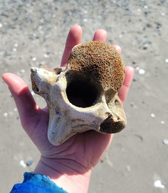 I Found A Humongous Vertebrae On The Beach