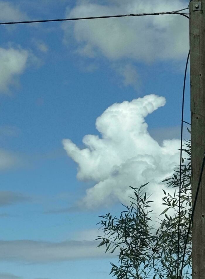 This Cloud Bunny