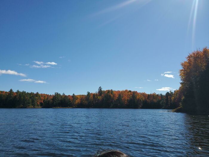 Beautiful autumn trees by a lake under a clear blue sky, capturing nature's serene landscape.