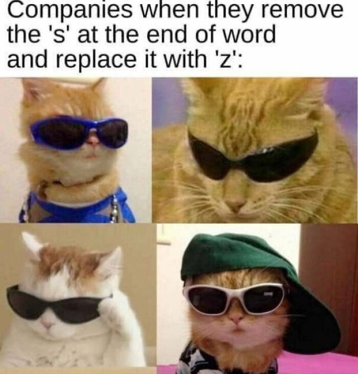 Cat-Memes-Meow-Irl