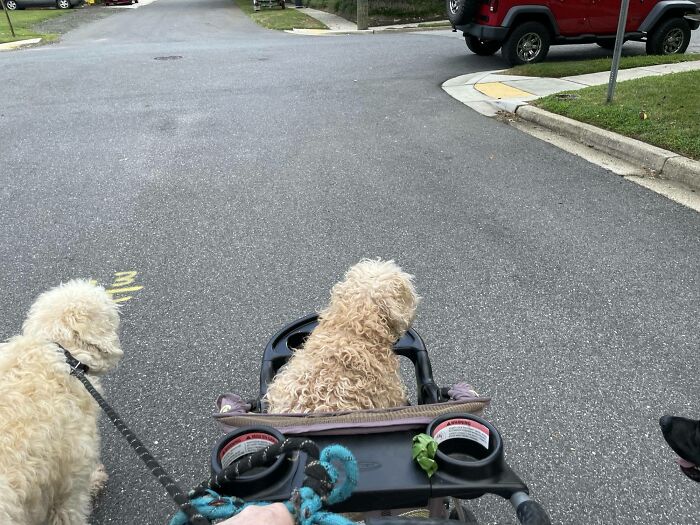 Harley Is 17, Deaf And Going Blind. I Used To Always Take Him To The Office With Me, But It’s Been Extremely Hard Until My Neighbor Gave Me An Old Jogging Stroller. Now Harley Gets To Go To The Office With The Other Dogs