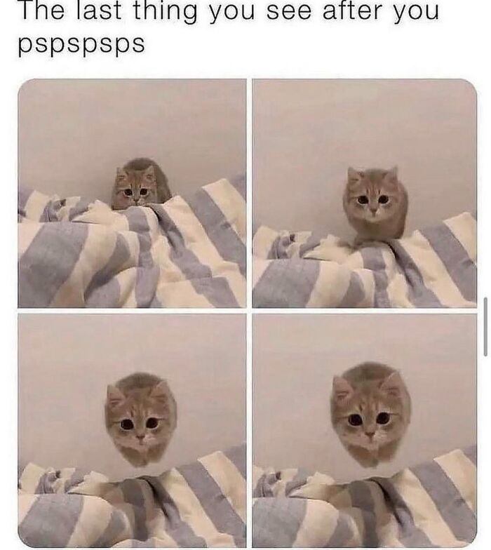 Cat-Memes-Meow-Irl