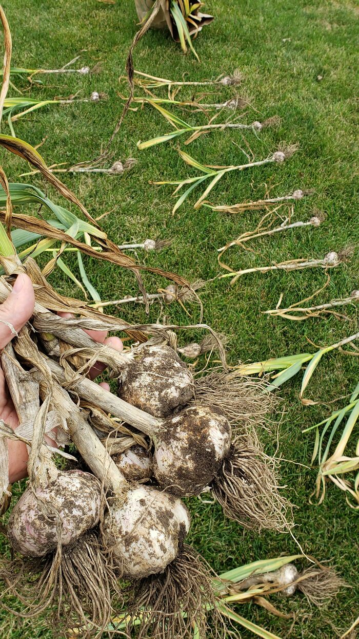 My Ww2 Veteran Neighbor Brought This Heirloom Garlic Home From Italy After The War And Had Been Sustainably Growing It Since. I Took Over Duties Just Before He Passed A Couple Of Years Ago And Continue In His Honor