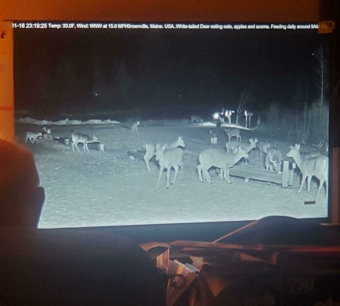 This Is My Neighbor. His Family Lives Out Of Town And He's Alone So I Often Take Him Dinner And Just Chat.. He Had The Same TV For 17 Years So For His 80th Birthday I Got Him A New Smart TV.. This Is Him Fascinated With Live Cam Footage Of Deer