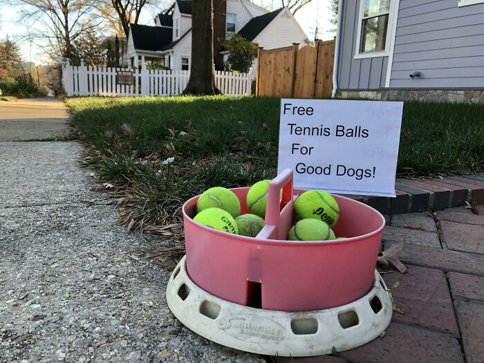 As Of This Past Weekend, I Have Given Away 500 Tennis Balls To Good Dogs In My Neighborhood