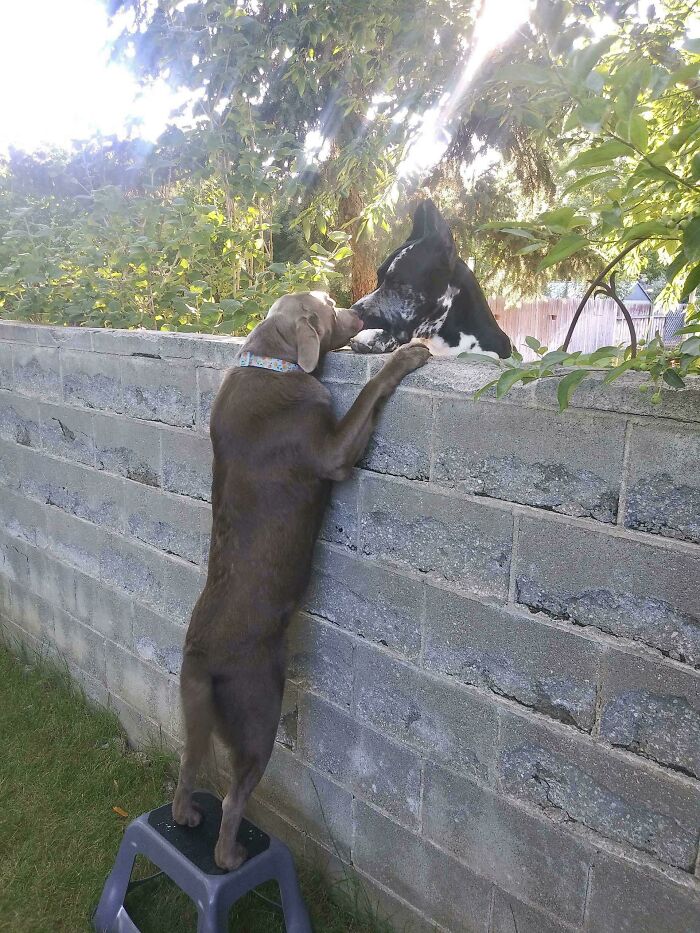 Our Neighbor Sent Me This Adorable Display Of Pure Joy Between Our Dogs. They Finally Got Him A Stool So He Could Greet His Big Friend Properly