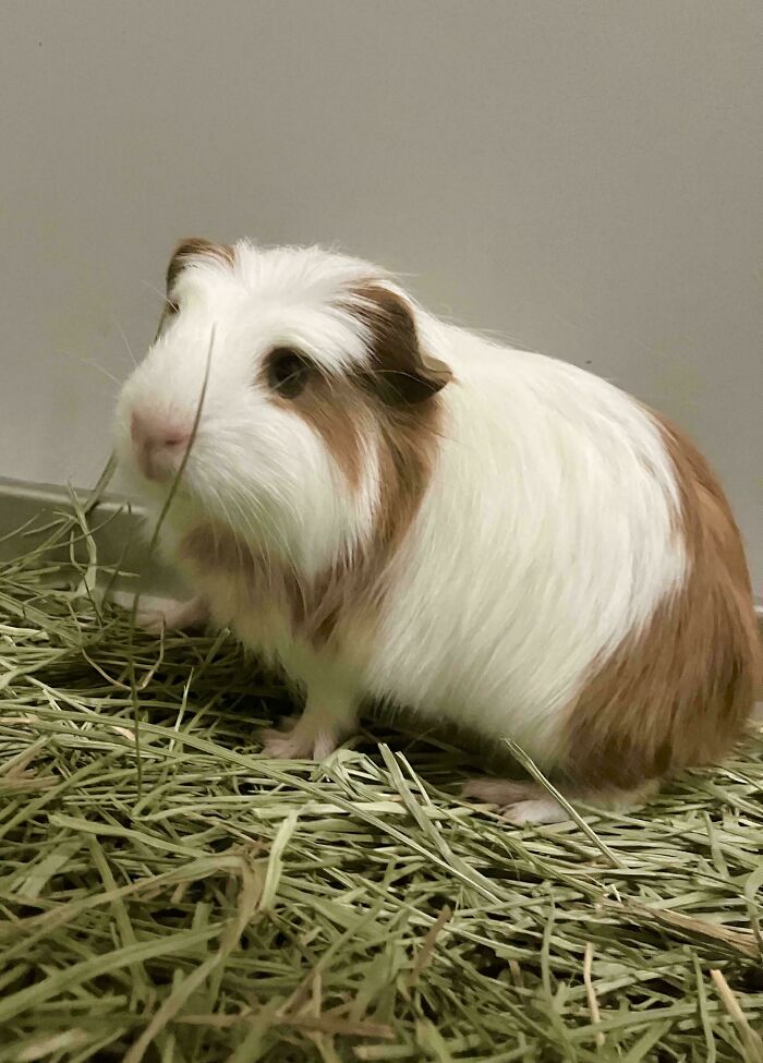 First Guinea Pig!!