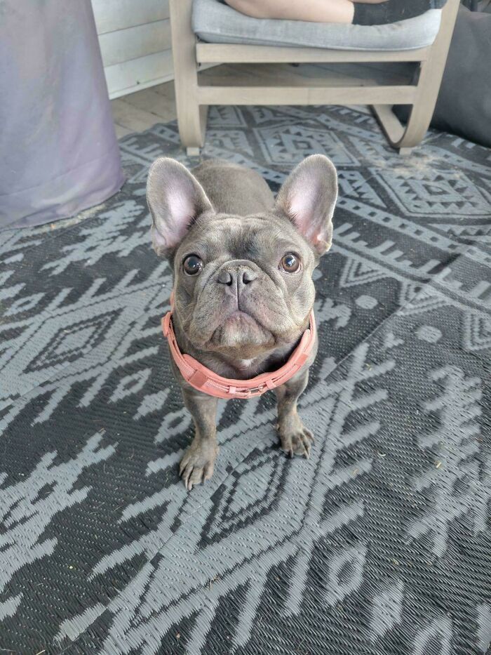 Frenchie Was Abandoned In Front Of My Friend’s House, We Offered To Take Her But Know Nothing About Frenchies