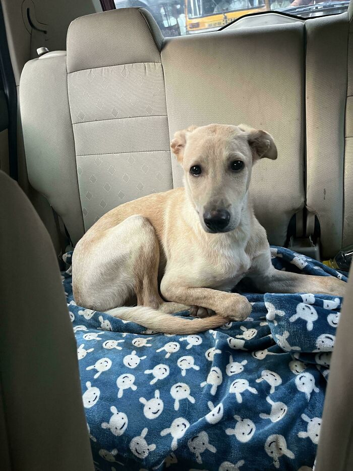 This Baby Randomly Showed Up In Our Compound One Rainy Day. Now, He’s Our Family Member! Meet Shiro ♥️