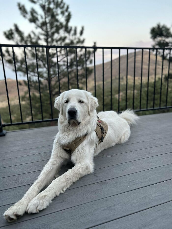 Adopted Great Pyr