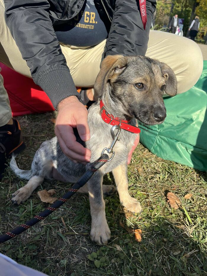 This Is The Dog I Had To Care For At The Adoption Event I Attended, She Was Adopted🥳