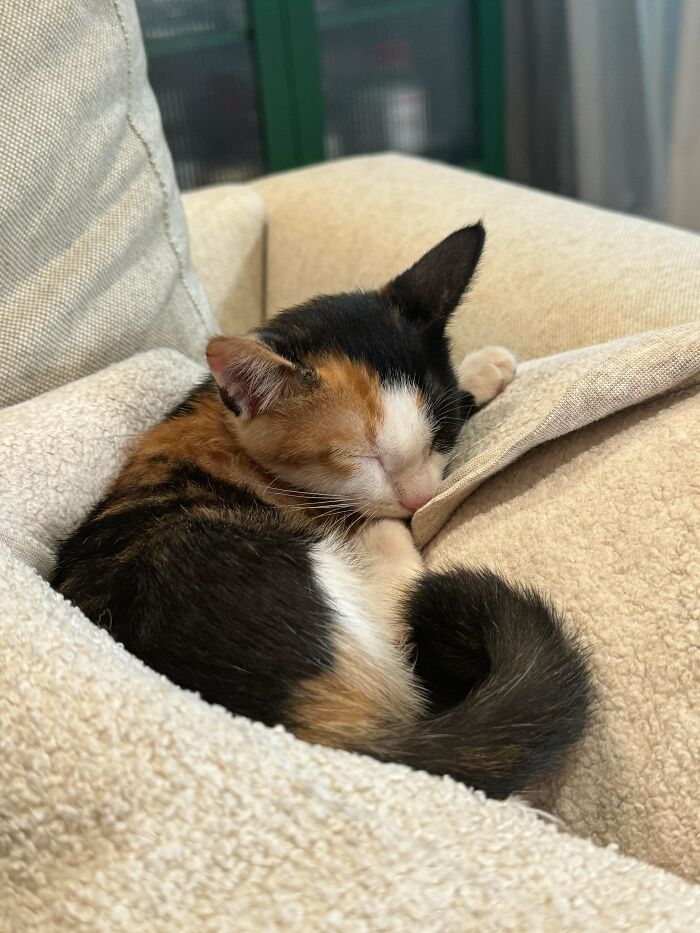 Rescued This Calico Angel Three Weeks Ago And Now She's Fully Part Of The Family 🧡