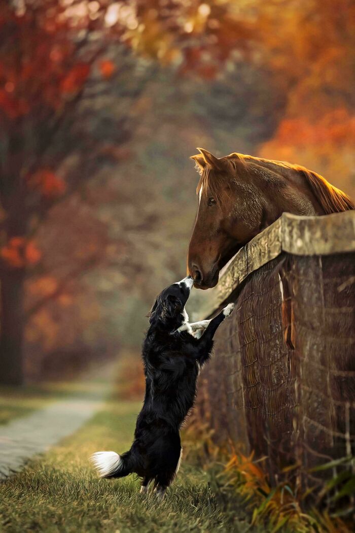 Dog and horse interacting over a fence, resembling a scene from Renaissance paintings.