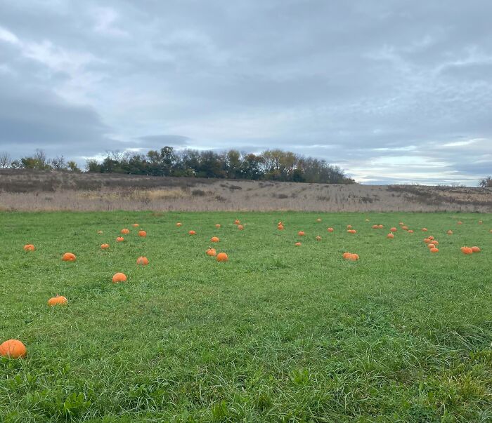 Paid $12 To Go To This “Pumpkin Patch”, Aka A Field With Pumpkins Placed In It