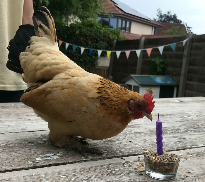 Last Year We Gave Our Neighbors An Egg To Incubate, Today We Were Invited To The Birthday Party