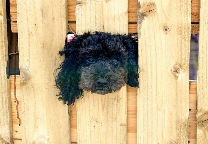 Look At This Pal) My Neighbors Made For Him A Hole In A Fence To Keep Him Entertained Without Walking)