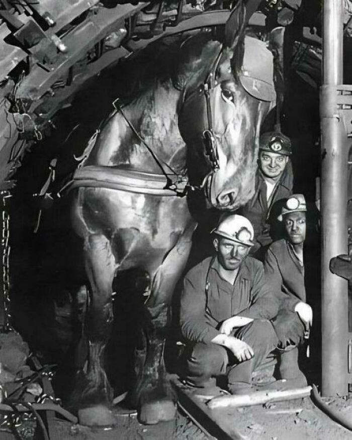 Miners with a large horse in an underground tunnel, showcasing absolute units.